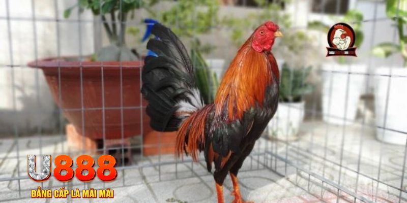 sudoku casino máy tính